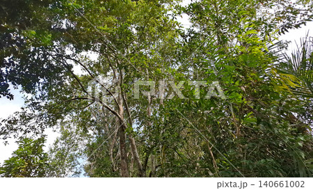 Lush Green Tropical Rainforest Trees and Foliage Landscape Lush Green Tropical Rainforest Trees and Foliage Landscape 140661002
