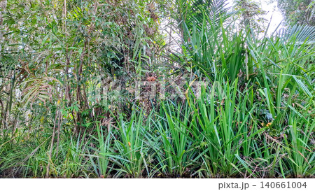 Wild Green Pandan and Palm Leaves in Tropical Swamp Forest Wild Green Pandan and Palm Leaves in Tropical Swamp Forest 140661004