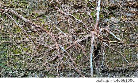 Close Up of Dry Tree Roots Creeping Over Mossy Stone Wall Close Up of Dry Tree Roots Creeping Over Mossy Stone Wall 140661006