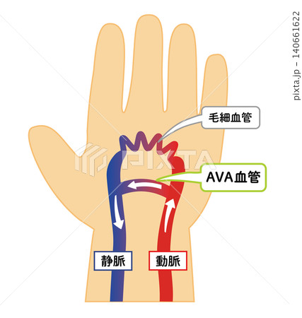 熱中症対策 AVA血管の仕組み 解説イラスト 手のひら冷却 動静脈吻合 ベクター 140661622