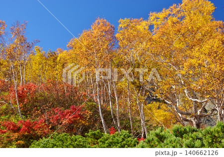 紅葉のピークを迎えた白馬の峰々 紅葉のピークを迎えた白馬の峰々 140662126