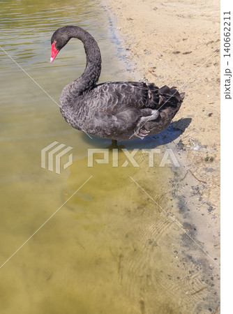 Striking Black Swan with a bright red beak Striking Black Swan with a bright red beak 140662211