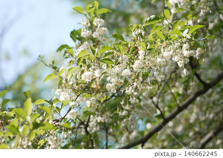 多摩部の都立公園 小宮公園 多摩部の都立公園 小宮公園 140662245