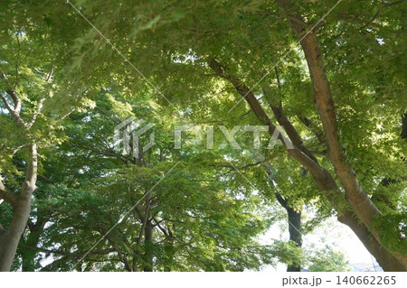 多摩部の都立公園 小宮公園 多摩部の都立公園 小宮公園 140662265