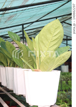 Anthurium jenmanii leaf plant on farm for harvest are cash crops 140662297