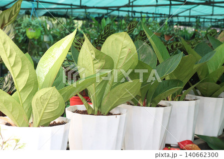 Anthurium jenmanii leaf plant on farm for harvest are cash crops Anthurium jenmanii leaf plant on farm for harvest are cash crops 140662300