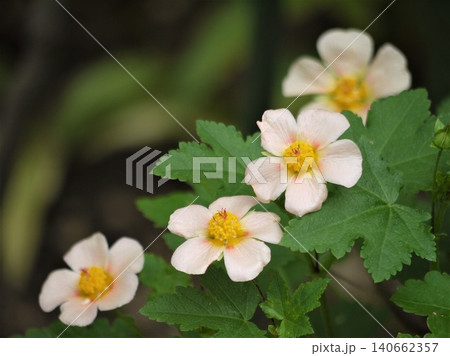 マルバストラム・ラテリティウムの鉢植えの花 マルバストラム・ラテリティウムの鉢植えの花 140662357
