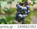 鈴なりのブルーベリー 140662362