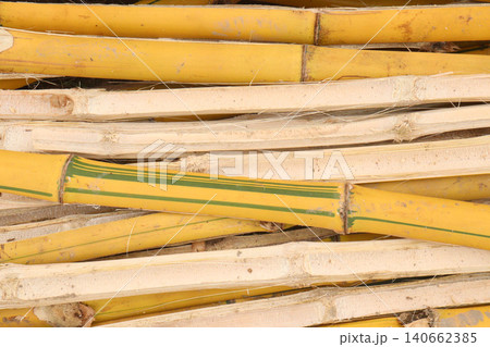 bamboo plant on farm for sell are cash crops bamboo plant on farm for sell are cash crops 140662385