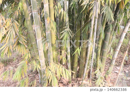 bamboo plant on farm for sell are cash crops bamboo plant on farm for sell are cash crops 140662386