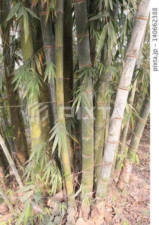 bamboo plant on farm for sell are cash crops bamboo plant on farm for sell are cash crops 140662388