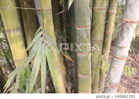 bamboo plant on farm for sell are cash crops 140662391