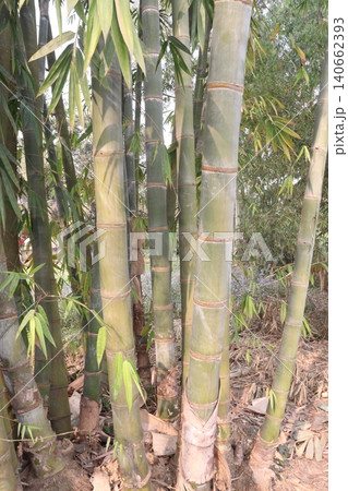 bamboo plant on farm for sell are cash crops 140662393