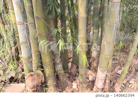 bamboo plant on farm for sell are cash crops bamboo plant on farm for sell are cash crops 140662394