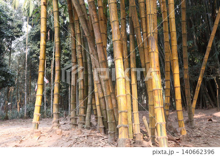 bamboo plant on farm for sell are cash crops 140662396