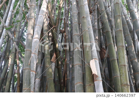 bamboo plant on farm for sell are cash crops 140662397