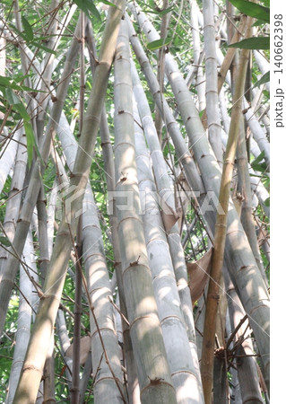 bamboo plant on farm for sell are cash crops bamboo plant on farm for sell are cash crops 140662398