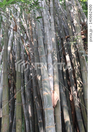 bamboo plant on farm for sell are cash crops 140662400