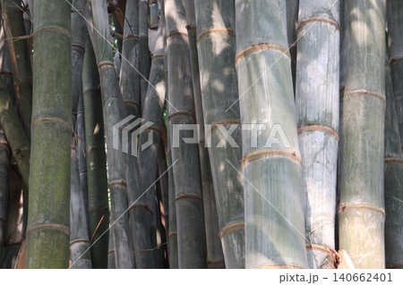 bamboo plant on farm for sell are cash crops bamboo plant on farm for sell are cash crops 140662401