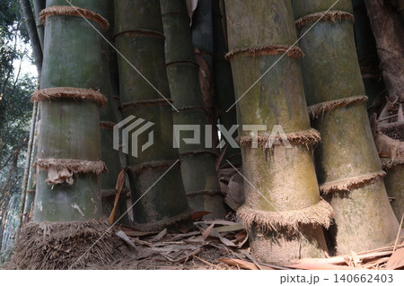 bamboo plant on farm for sell are cash crops bamboo plant on farm for sell are cash crops 140662403