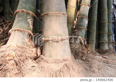 bamboo plant on farm for sell are cash crops bamboo plant on farm for sell are cash crops 140662406