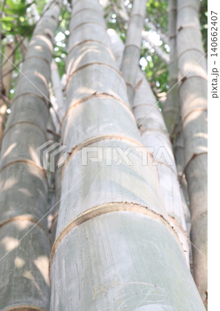bamboo plant on farm for sell are cash crops 140662407
