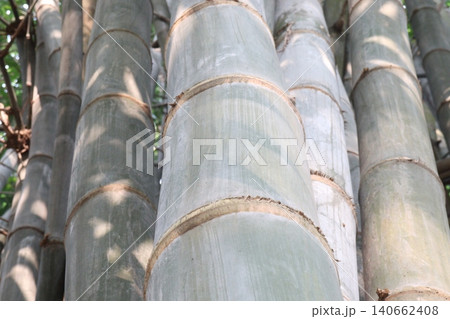 bamboo plant on farm for sell are cash crops 140662408