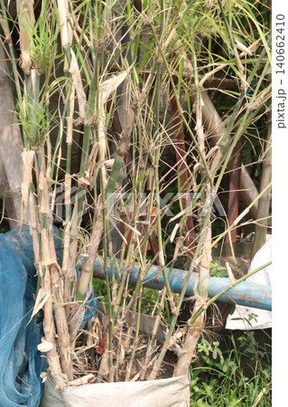 bamboo plant on farm for sell are cash crops 140662410