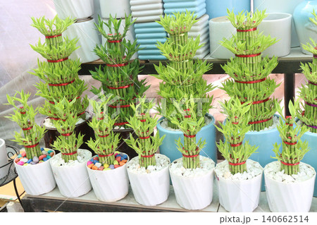Lucky Bamboo, Dracaena sanderiana Braided Tower plant on pot 140662514