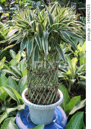 Lucky Bamboo, Dracaena sanderiana Braided Tower plant on pot 140662523