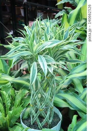 Lucky Bamboo, Dracaena sanderiana Braided Tower plant on pot 140662526