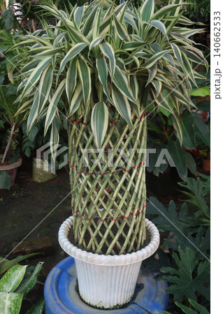 Lucky Bamboo, Dracaena sanderiana Braided Tower plant on pot Lucky Bamboo, Dracaena sanderiana Braided Tower plant on pot 140662533