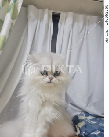 チンチラペルシャ 白い猫 チンチラペルシャ 白い猫 140662569