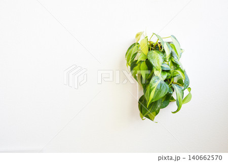 白い壁と壁掛け観葉植物 シンプルな植物インテリア写真 白い壁と壁掛け観葉植物 シンプルな植物インテリア写真 140662570