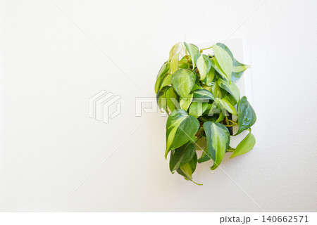 白い壁と壁掛け観葉植物 シンプルな植物インテリア写真 白い壁と壁掛け観葉植物 シンプルな植物インテリア写真 140662571