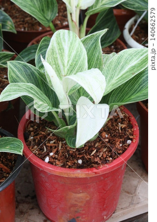 Philodendron Birkin leaf plant on pot Philodendron Birkin leaf plant on pot 140662579