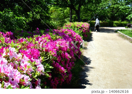 ツツジのある公園を歩く高齢者の後ろ姿 ツツジのある公園を歩く高齢者の後ろ姿 140662616