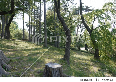 1896年に開園した八王子市最古の総合公園 富士森公園 1896年に開園した八王子市最古の総合公園 富士森公園 140662638