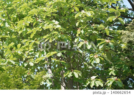 1896年に開園した八王子市最古の総合公園　富士森公園 140662654