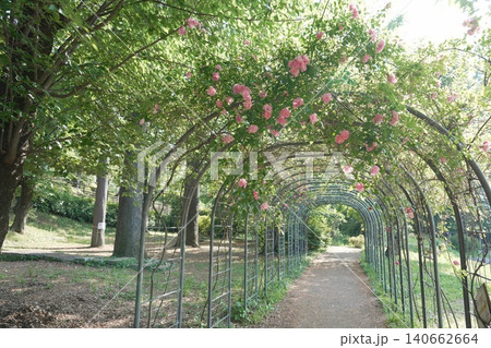1896年に開園した八王子市最古の総合公園 富士森公園 1896年に開園した八王子市最古の総合公園 富士森公園 140662664