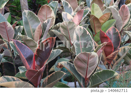 Rubber fig plant on nursery for sell are cash corps 140662711