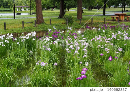 水元公園の菖蒲 水元公園の菖蒲 140662887