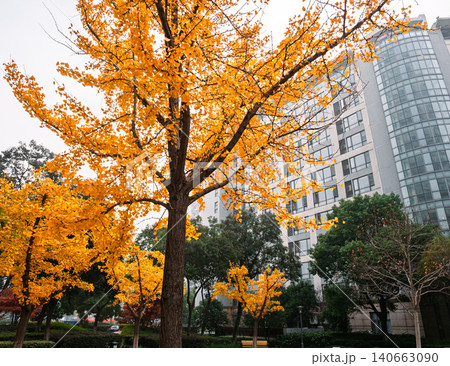 Fall season view of a tall ginkgo tree with orange leaves beside a modern building in an urban area 140663090