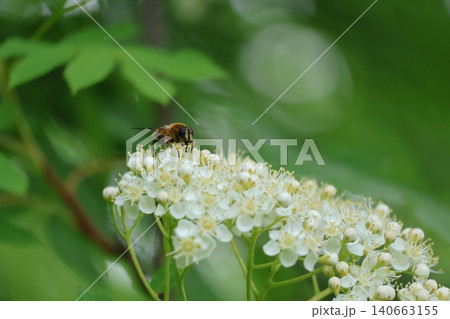 西山公園 ナナカマドの花にやってきたハナアブ 西山公園 ナナカマドの花にやってきたハナアブ 140663155