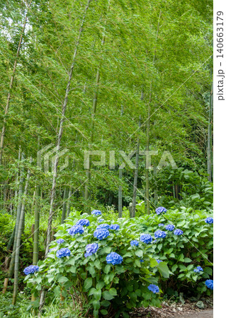 青色の紫陽花と竹林の風景 青色の紫陽花と竹林の風景 140663179