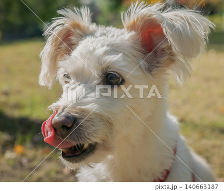 Fluffy white dog playfully licks its nose while enjoying a sunny day outdoors in the park Fluffy white dog playfully licks its nose while enjoying a sunny day outdoors in the park 140663187