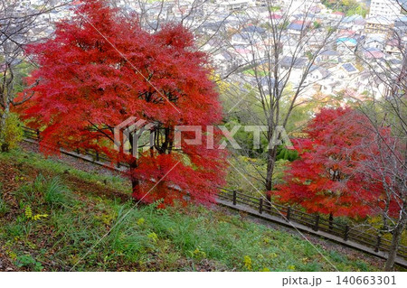 【神奈川県】紅葉のある風景 【神奈川県】紅葉のある風景 140663301
