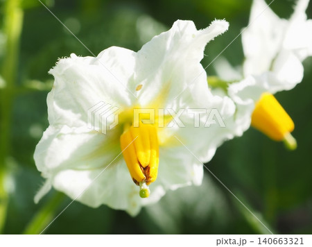 朝の、白いジャガイモの花（20260519072413） 140663321