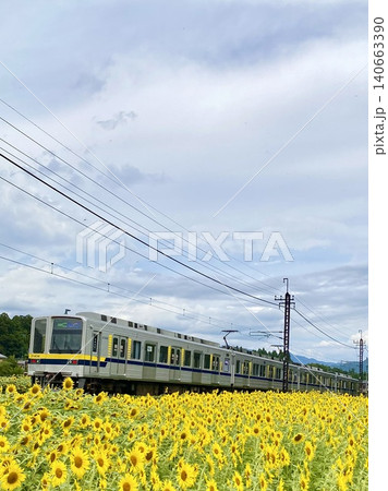 ひまわり畑を行く東武鉄道20400型 140663390