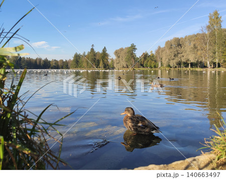Wild duck landscape of an autumn white lake. Gatchina Park, Leningrad Region, Russia. A sunny wildlife landscape in a historic park. Wild duck landscape of an autumn white lake. Gatchina Park, Leningrad Region, Russia. A sunny wildlife landscape in a historic park. 140663497